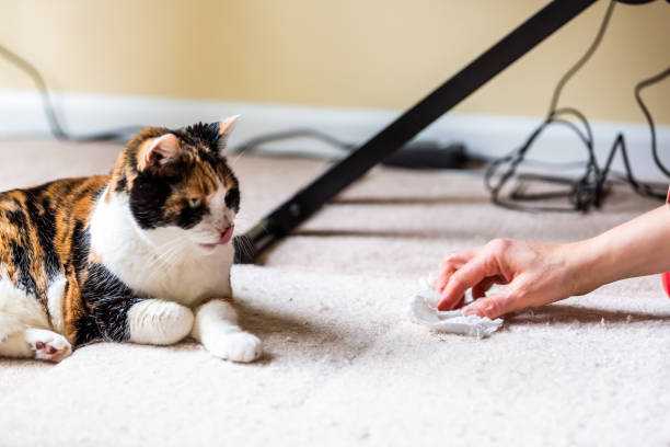 cleaning vomit stains from carpet