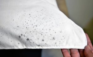 how to get mold out of clothes